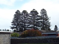 DSCF6513  Norfolk Pine trees at Port Fairy.