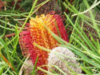 DSCF6517   Banksia occidentalis  in flower in a Port Fairy garden.