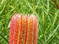 DSCF6518   Banksia occidentalis  in flower in a Port Fairy garden.