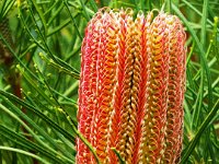 DSCF6519   Banksia occidentalis  in flower in a Port Fairy garden.