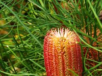DSCF6520   Banksia occidentalis  in flower in a Port Fairy garden.