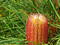 DSCF6521   Banksia occidentalis  in flower in a Port Fairy garden.
