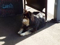 DSCF6527  Dog outside a shop in Port Fairy Town Centre.