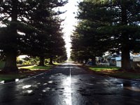 DSCF6529  Stunning street of Norfolk Pines in Port Fairy.