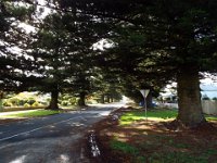 DSCF6531  Stunning street of Norfolk Pines in Port Fairy.