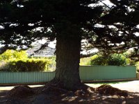 DSCF6533  Trunk of a giant Norfolk Pine Tree, Port Fairy.