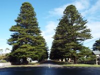 DSCF6534  Stunning street of Norfolk Pines in Port Fairy.