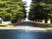 DSCF6535  Stunning street of Norfolk Pines in Port Fairy.