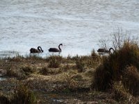 DSCF6544  Black swans at the Tower Hill Wildlife Reserve.