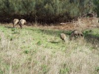 DSCF6548  Emus seen while driving through the Tower Hill Wildlife Reserve.