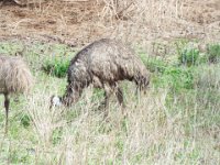 DSCF6549  Emus seen while driving through the Tower Hill Wildlife Reserve.