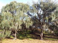 DSCF6552  Sheaok trees seen on our drive through the Tower Hill Wildlife Reserve.
