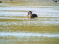 DSCF6555  Black swans at the Tower Hill Wildlife Reserve.