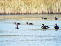 DSCF6556  Black swans at the Tower Hill Wildlife Reserve.