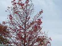 DSCF6590  Autumn tree at Dartmoor State School, Victoria.
