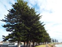 DSCF6620  Norfolk Pines along the Robe Foreshore in Robe, South Australia.