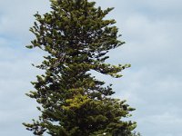 DSCF6621  Norfolk Pine in the Robe Town Centre,  South Australia.