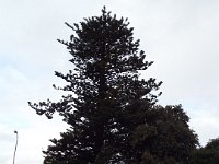 DSCF6668  Norfolk pine on Robe Foreshore in Robe Town Centre, South Australia.