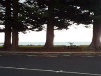 DSCF6670  Norfolk pines on Robe Foreshore in Robe Town Centre, South Australia.