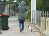 DSCF6672  Dog going for it's daily walk around Robe Town Centre, South Australia.