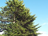 DSCF6680  Sam enjoys some much needed sunshine at Robe Foreshore, South Austraila.