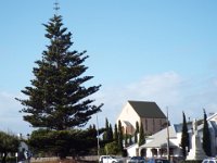 DSCF6683  Giant Norfolk Pine on Smillie Street, Robe Town Centre, South Australia.