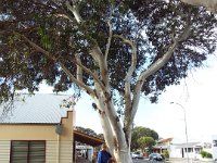 DSCF6690  Rauleigh adds some colour to a giant euculypt tree in Robe Town Centre, South Australia.