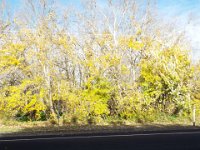 DSCF6694  Turning Trees at The Bush Inn Boutique Accomodation Robe, South Australia.