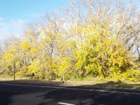 DSCF6696  Turning Trees at The Bush Inn Boutique Accomodation Robe, South Australia.