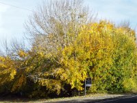 DSCF6697  Turning Trees at The Bush Inn Boutique Accomodation Robe, South Australia.