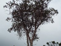 DSCF6698   Banksi marginata  tree in flower on a roadside verge between Robe and Penola