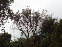 DSCF6700   Banksi marginata  tree in flower on a roadside verge between Robe and Penola