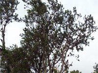 DSCF6701   Banksi marginata  tree in flower on a roadside verge between Robe and Penola