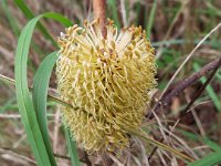 DSCF6702   Banksia  integrifolia ? on the road between Robe and Penola.