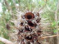 DSCF6703   Banksia  integrifolia ? on the road between Robe and Penola.