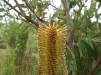 DSCF6704   Banksia  integrifolia ? on the road between Robe and Penola.
