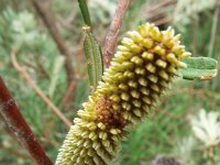 DSCF6705   Banksia  integrifolia ? on the road between Robe and Penola.