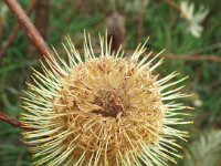 DSCF6706   Banksia  integrifolia ? on the road between Robe and Penola.