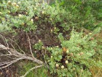DSCF6708   Banksi ornata  in flower on a roadside verge between Robe and Penola
