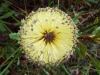 DSCF6709   Banksi ornata  in flower on a roadside verge between Robe and Penola