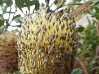 DSCF6710   Banksi ornata  in flower on a roadside verge between Robe and Penola