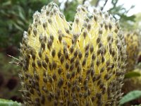 DSCF6711   Banksi ornata  in flower on a roadside verge between Robe and Penola