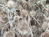 DSCF6712  Old  Banksi ornata  cones on a roadside verge between Robe and Penola