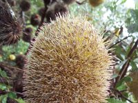 DSCF6713   Banksi ornata  in flower on a roadside verge between Robe and Penola