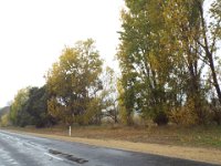DSCF6716  Autumn trees in Penola, South Australia.