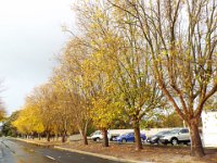 DSCF6717  Autumn trees in Penola, South Australia.