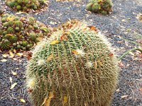 DSCF6718  Giant cactus in a garden at a house in Penola, South Australia.