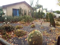 DSCF6719  A house with a garden of cactuses in Penola, South Australia.