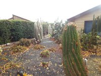 DSCF6720  A house with a garden of cactuses in Penola, South Australia.