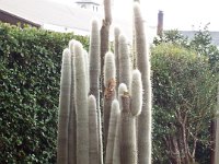 DSCF6721  A house with a garden of cactuses in Penola, South Australia.